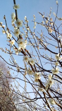 さくら。の画像1