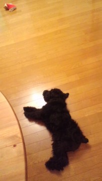 黒いめる。の画像1