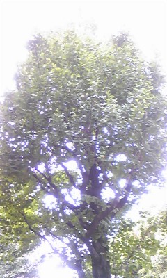 プロテイン。の画像1