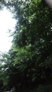 自然の生命力。の画像2