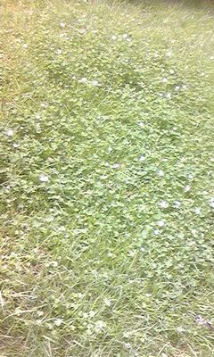 散歩…Photo ５枚。の画像4