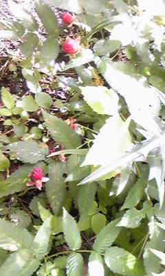 散歩…Photo ５枚。の画像5