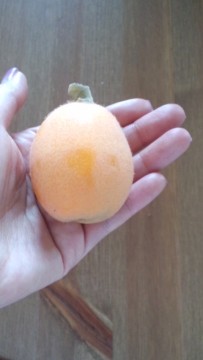 びわ。の画像1