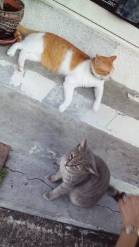 ニャー♪。の画像1